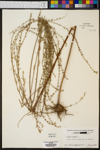 Lythrum lineare image