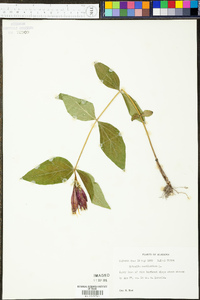 Spigelia marilandica image