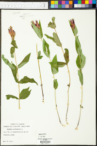 Spigelia marilandica image