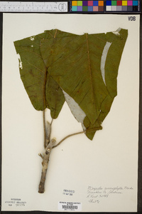 Magnolia macrophylla image