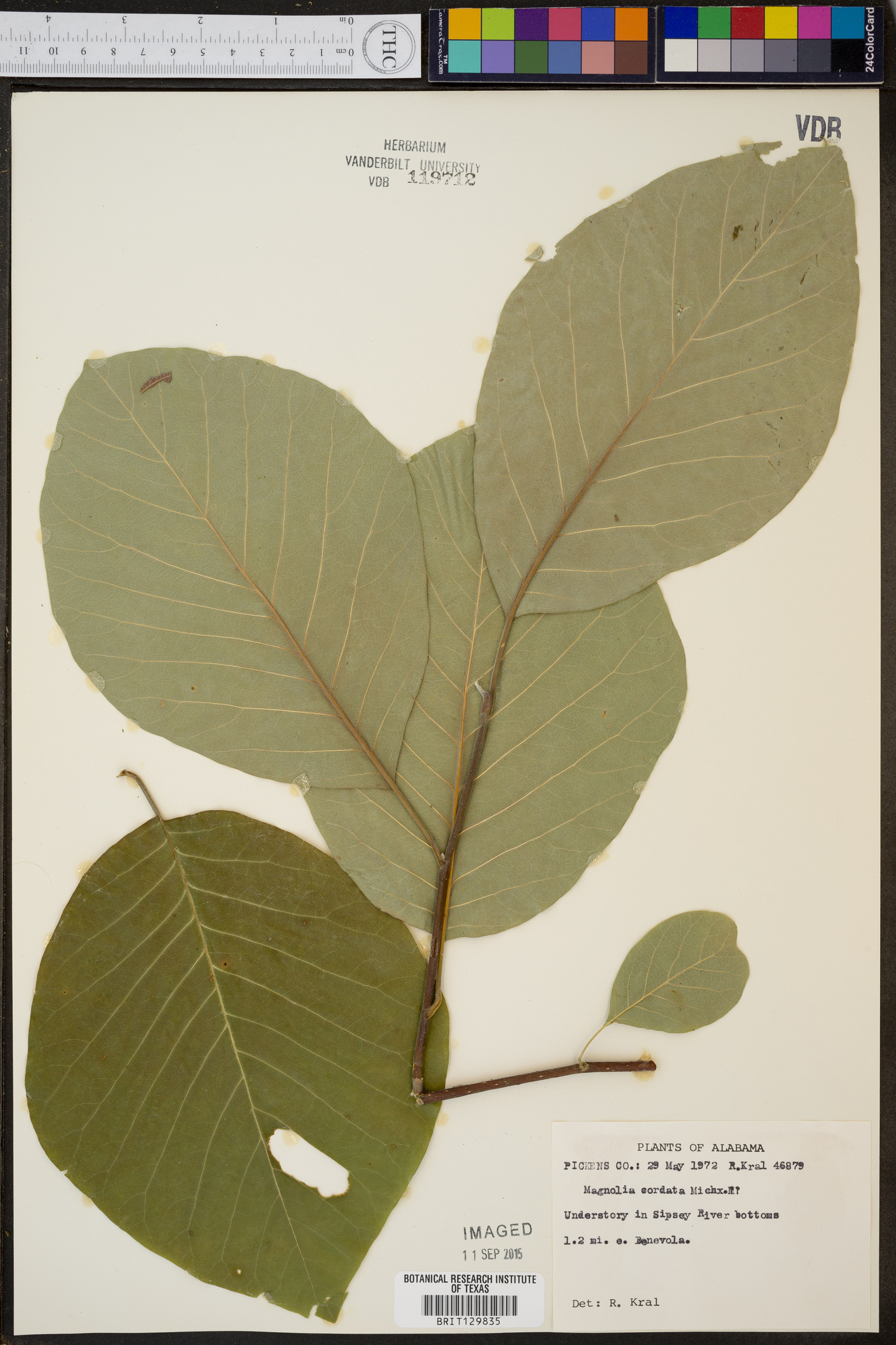 Magnolia cordata image