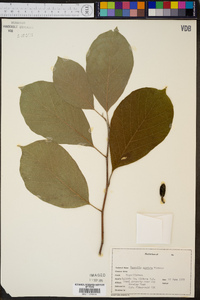 Magnolia cordata image