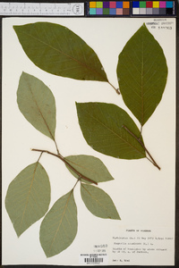 Magnolia acuminata image