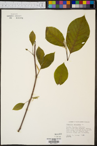 Magnolia acuminata image