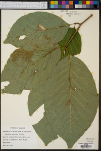 Magnolia acuminata image