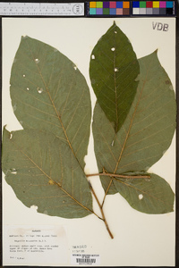 Magnolia acuminata image