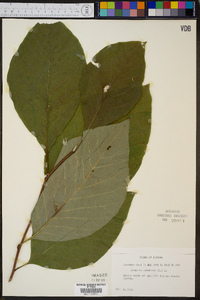 Magnolia acuminata image