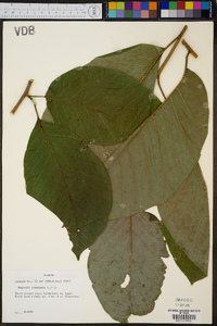 Magnolia acuminata image