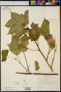 Gossypium hirsutum image