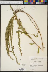 Lythrum alatum var. lanceolatum image