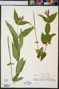 Spigelia marilandica image