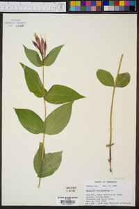 Spigelia marilandica image