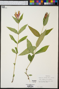 Spigelia marilandica image