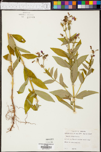 Rhexia virginica image