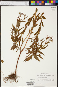 Rhexia virginica image