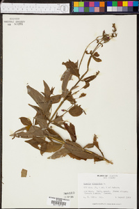 Rhexia virginica image