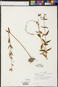 Rhexia nashii image