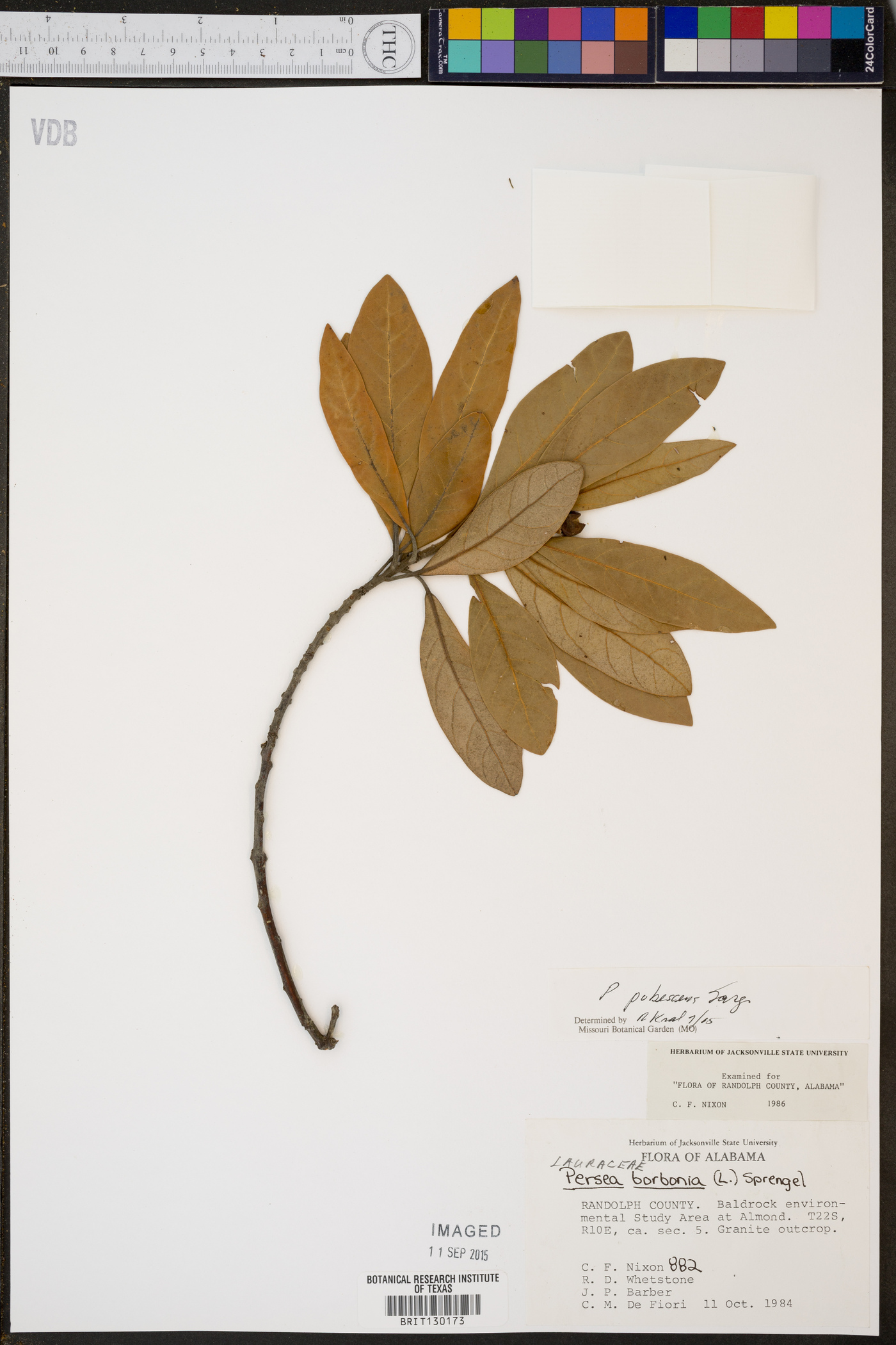 Persea palustris image
