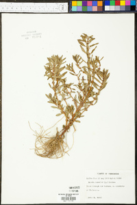 Rotala ramosior image