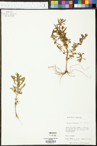 Rotala ramosior image