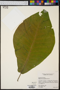 Magnolia macrophylla image