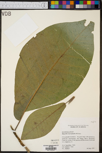 Magnolia macrophylla image