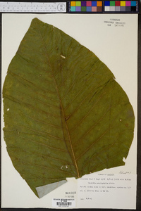 Magnolia macrophylla image