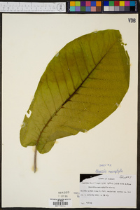 Magnolia macrophylla image