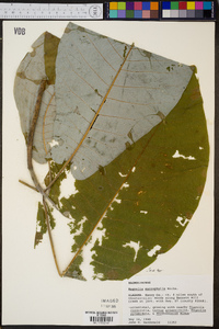 Magnolia macrophylla image