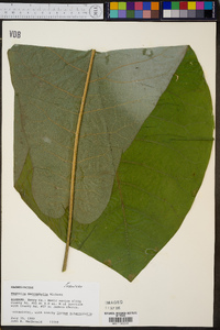 Magnolia macrophylla image