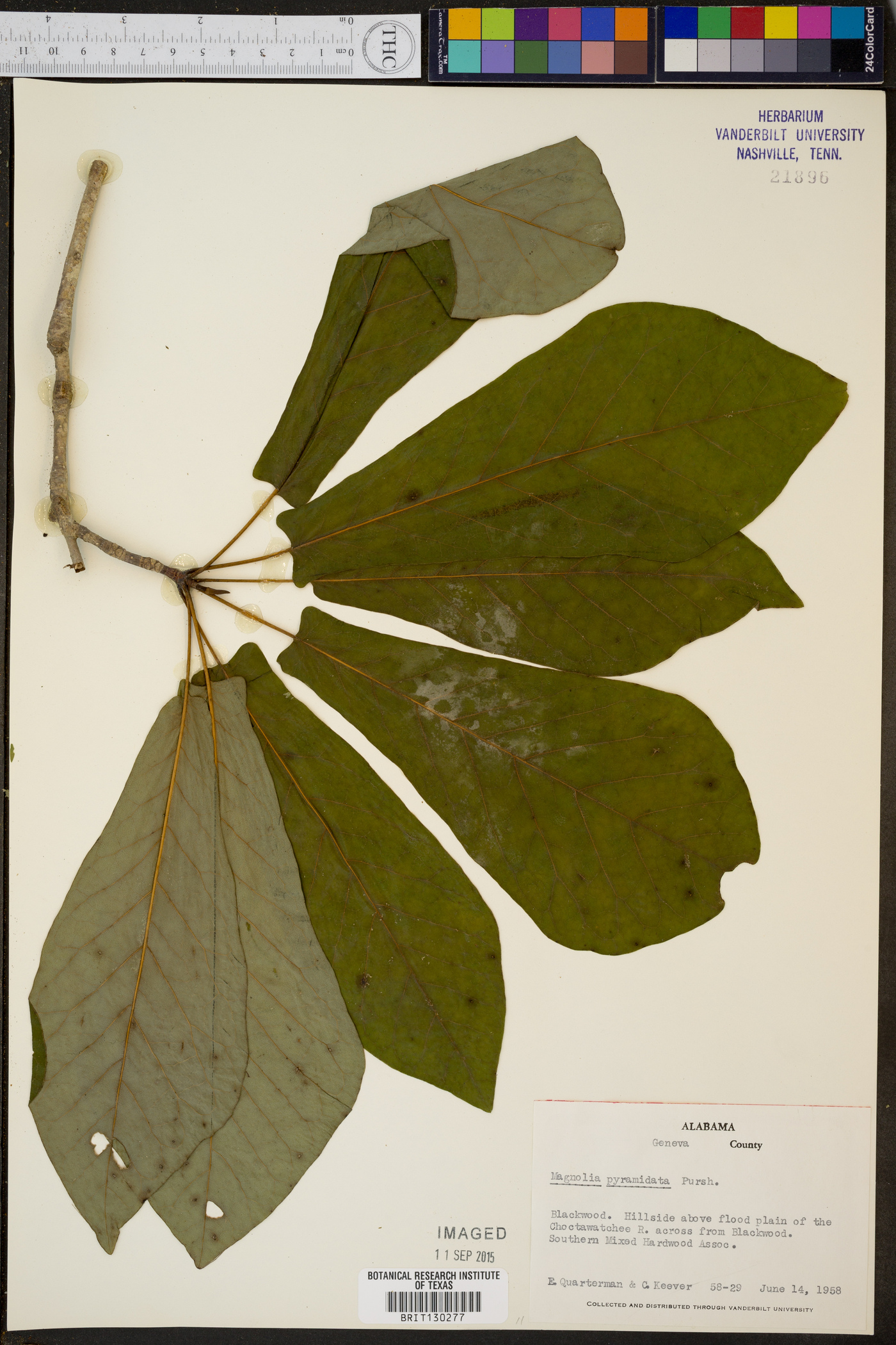 Magnolia pyramidata image