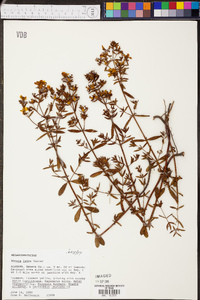 Rhexia lutea image