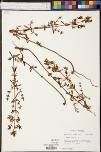 Rhexia lutea image