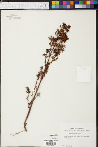 Rhexia lutea image