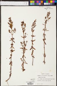 Rhexia lutea image