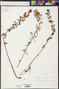 Rhexia lutea image