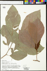 Magnolia acuminata image