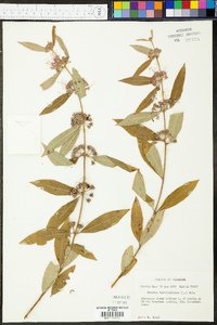 Decodon verticillatus image