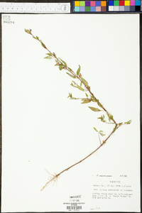 Cuphea ramosissima image
