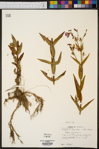 Rhexia virginica image