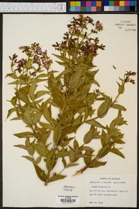 Rhexia virginica image