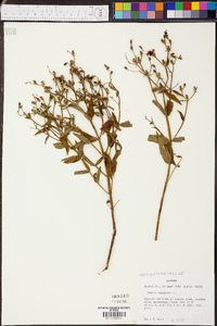 Rhexia virginica image