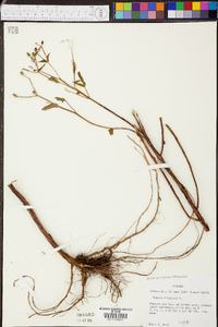 Rhexia virginica image