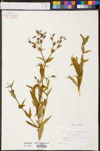 Rhexia virginica image