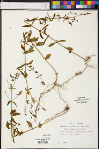 Rhexia mariana var. mariana image