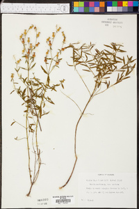 Rhexia mariana var. mariana image