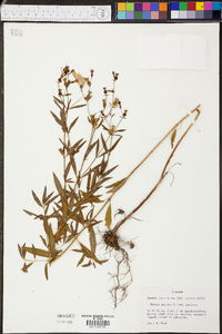 Rhexia mariana var. mariana image
