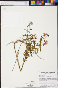 Rhexia mariana var. mariana image