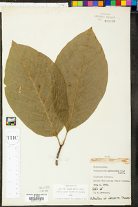Tulipastrum acuminatum image