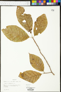 Magnolia acuminata image